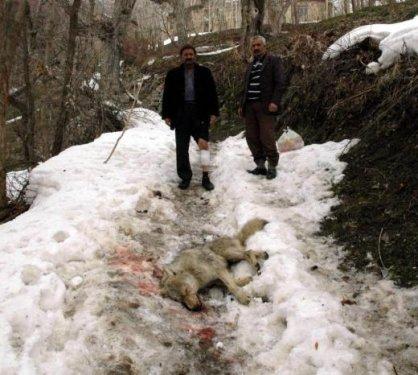 Kurdun kafasını taşla ezerek kurtuldu - Resim 1