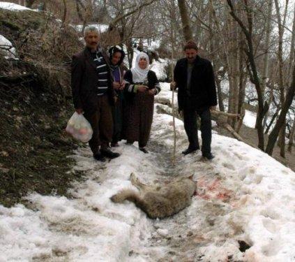 Kurdun kafasını taşla ezerek kurtuldu - Resim 2