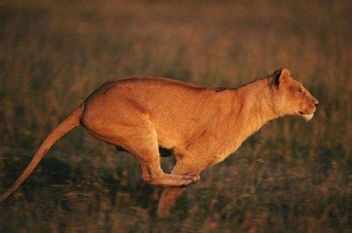 Dişi aslan zebra avında