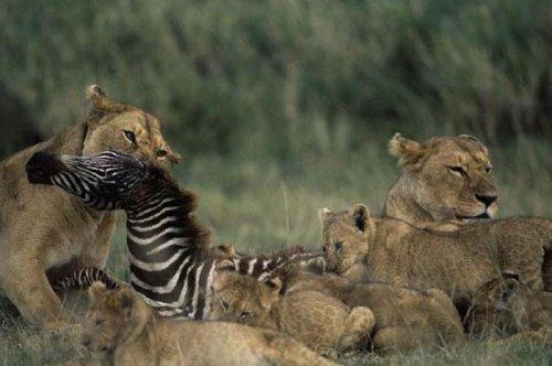 Dişi aslan zebra avında