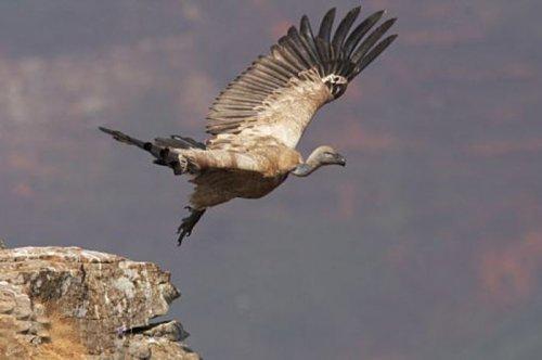 Dişi aslan zebra avında