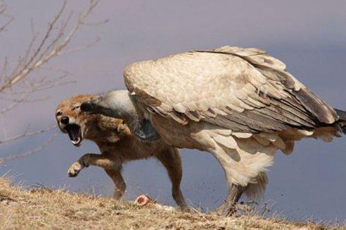 Dişi aslan zebra avında