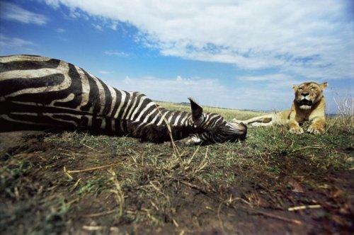 Dişi aslan zebra avında