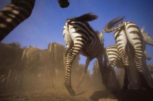 Dişi aslan zebra avında