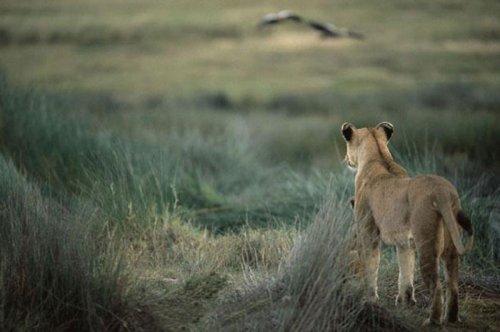 Dişi aslan zebra avında