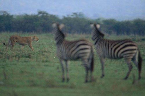 Dişi aslan zebra avında