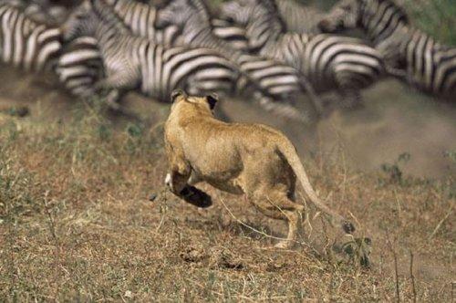 Dişi aslan zebra avında