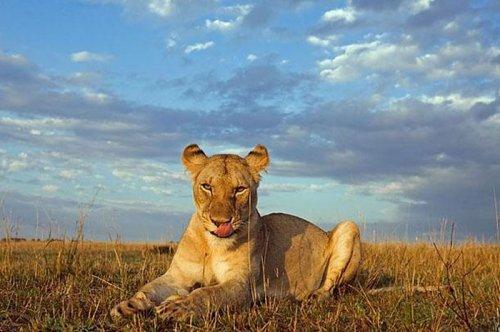 Dişi aslan zebra avında