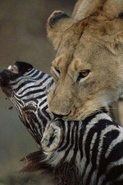 Dişi aslan zebra avında