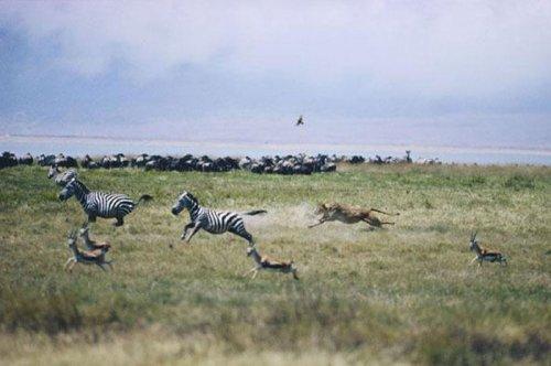 Dişi aslan zebra avında