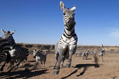 Dişi aslan zebra avında