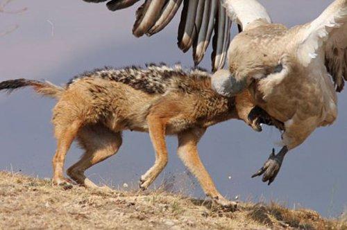 Dişi aslan zebra avında