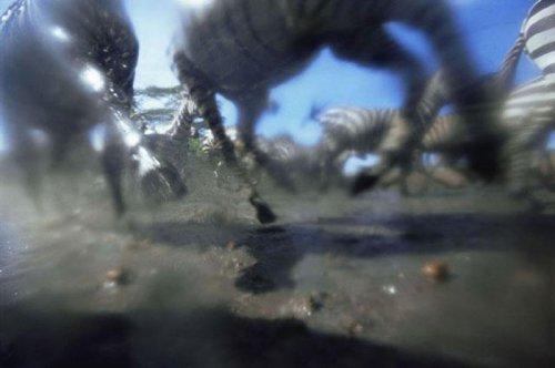 Dişi aslan zebra avında