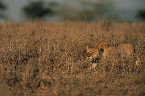 Dişi aslan zebra avında