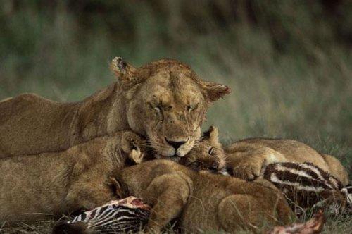 Dişi aslan zebra avında
