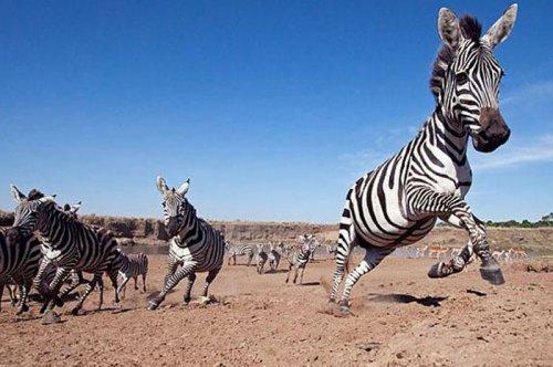 Dişi aslan zebra avında