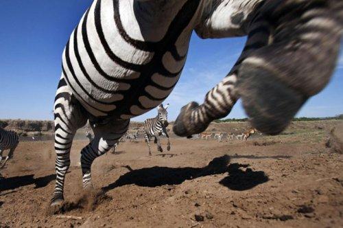 Dişi aslan zebra avında