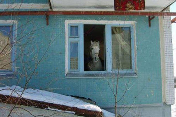 Ruslar yurdum insanını aratmadı - Resim 8