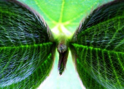 National Geographic objektifinden dünya fotoğrafları - Resim 5