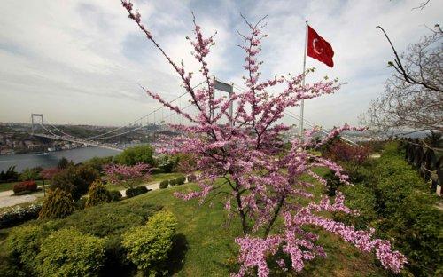 Boğaz erguvan açtı - Resim 1