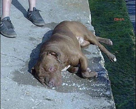 Pitbull'u suda boğarak kurtuldu 