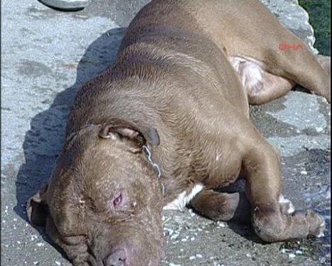 Pitbull'u suda boğarak kurtuldu 