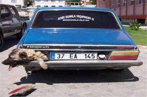 Yurdum insanı şaşırtmıyor