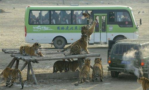 Canlı canlı aslanlara attılar