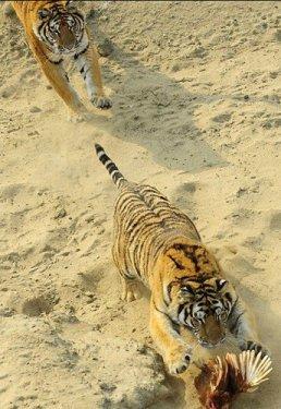 Canlı canlı aslanlara attılar