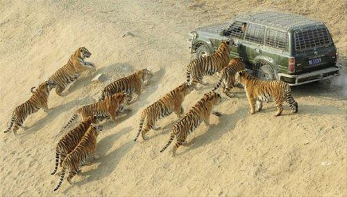 Canlı canlı aslanlara attılar