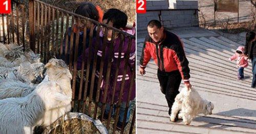 Canlı canlı aslanlara attılar