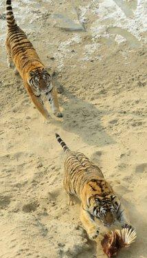 Canlı canlı aslanlara attılar