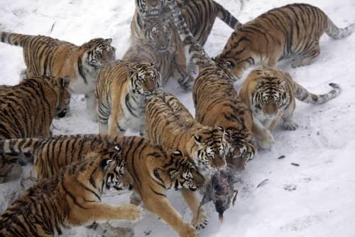 Canlı canlı aslanlara attılar