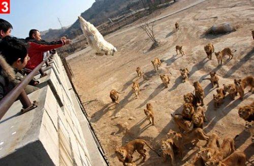 Canlı canlı aslanlara attılar