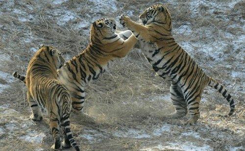 Canlı canlı aslanlara attılar