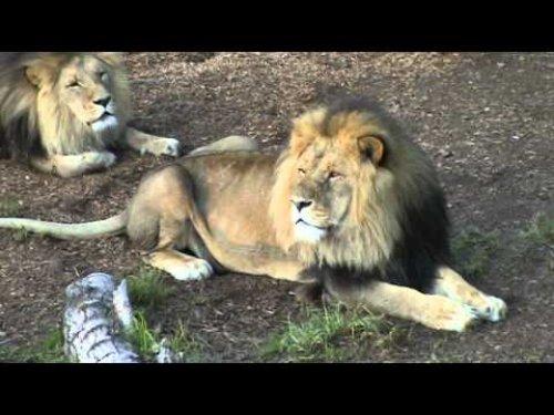 Canlı canlı aslanlara attılar