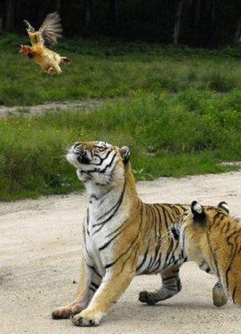 Canlı canlı aslanlara attılar