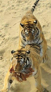 Canlı canlı aslanlara attılar