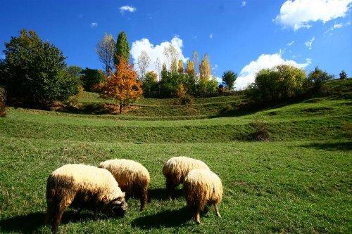 Yeşilin ve mavinin buluştuğu yer Karadeniz - Resim 23