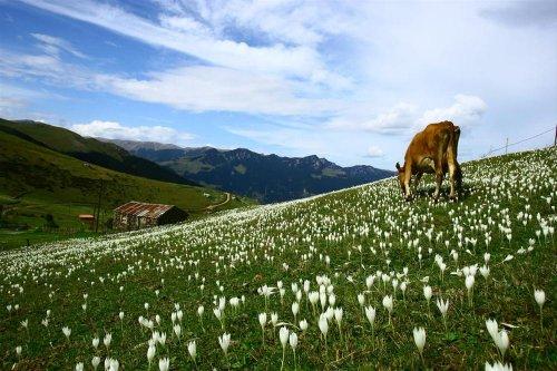 Yeşilin ve mavinin buluştuğu yer Karadeniz - Resim 50