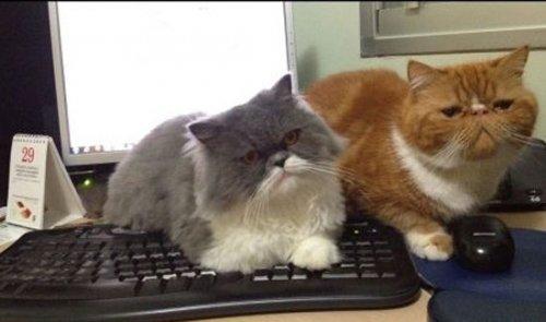 İnternetsiz bir hayat nasil olurdu