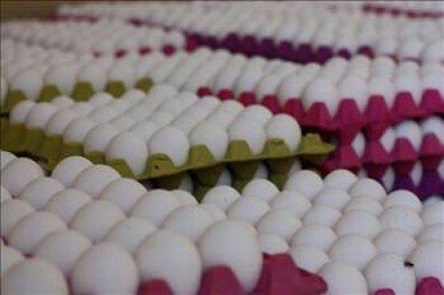 Yumurta hakkında bilinmeyenler