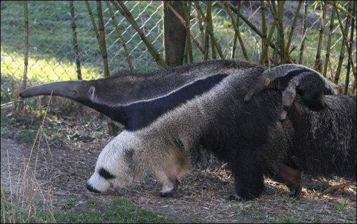 Deklanşöre tam zamanında basınca