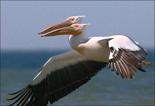 Deklanşöre tam zamanında basınca