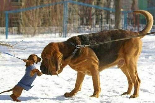 En komik görüntüler