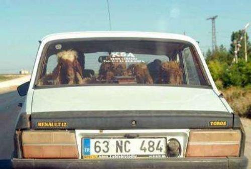 Yurdum insanından komik manzaralar