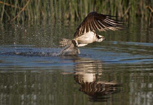 Vahşi yaşamdan kuş fotoğrafları