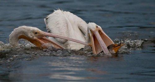 Vahşi yaşamdan kuş fotoğrafları