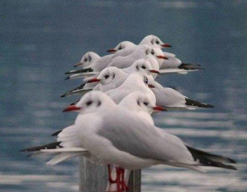 Vahşi yaşamdan kuş fotoğrafları