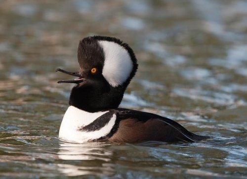 Vahşi yaşamdan kuş fotoğrafları